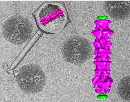 innerstructurevirus