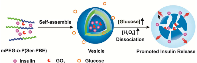 insulin self-assembly