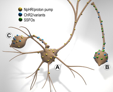 kokaia_optogenetics