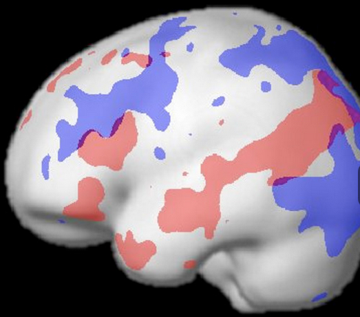 language_task_mri