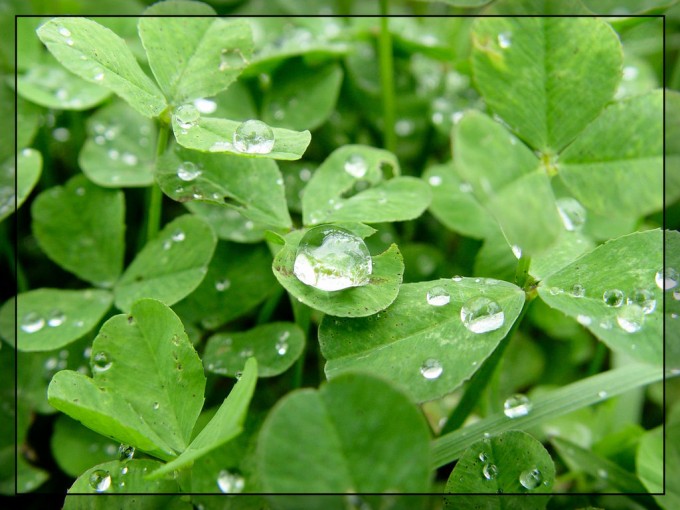 leaves