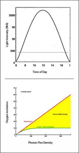 light_saturation Legacy Biochemistry I: Light Saturation