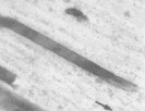 limpet tooth fiber