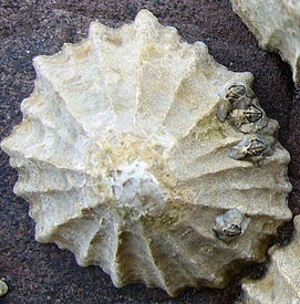 limpet