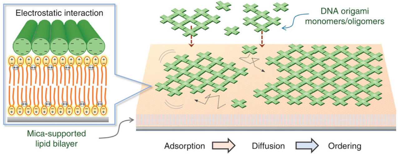 lipid-bilayer-assisted nanostructures
