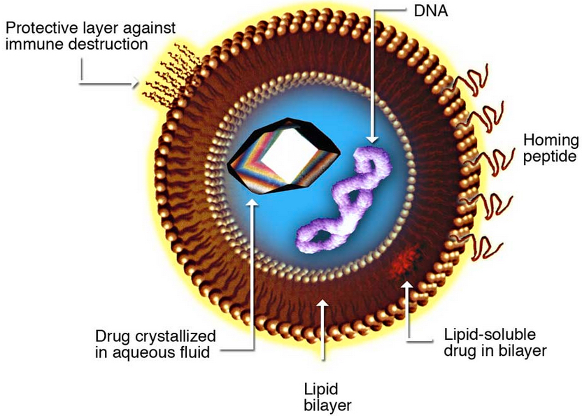 liposome drug delivery