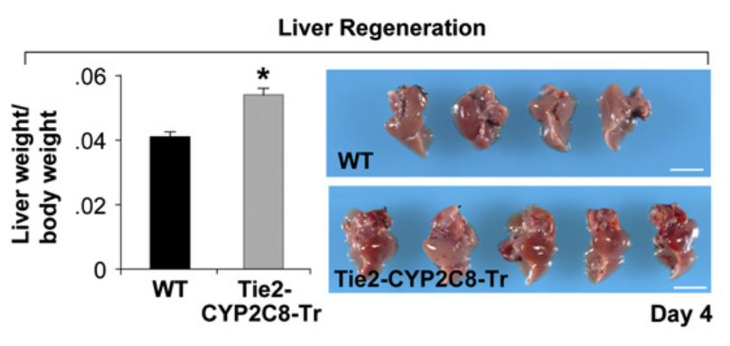 liver_regeneration liver_regeneration