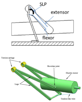 locust vs. robot leg model