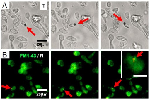 magnetoreceptor_cells