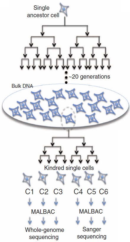measuring mutation rate of a cancer