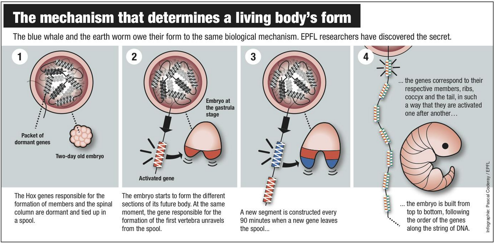 mechanism that determines form