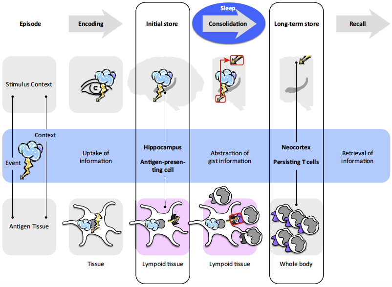 memory formation