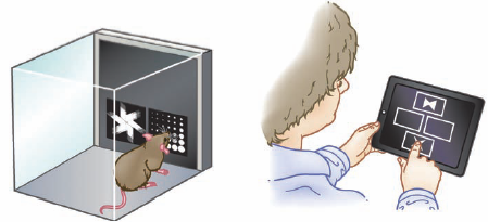 mice-vs-human