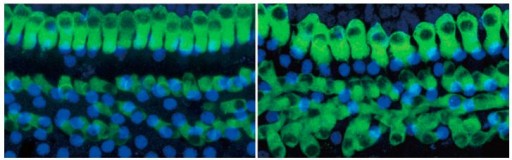 mice_hearing_cells_regrow