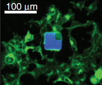 micro-LED in tissue