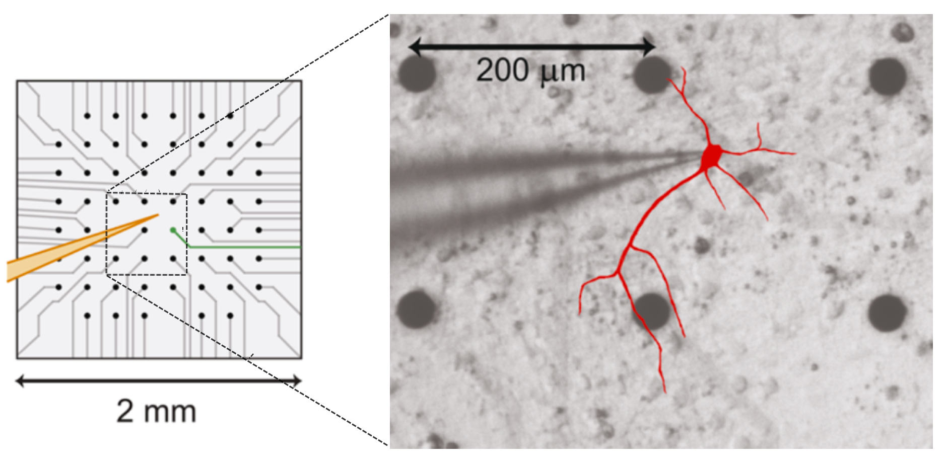 micro-electrode array with patch neuron