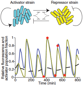 microbial consortium oscillator