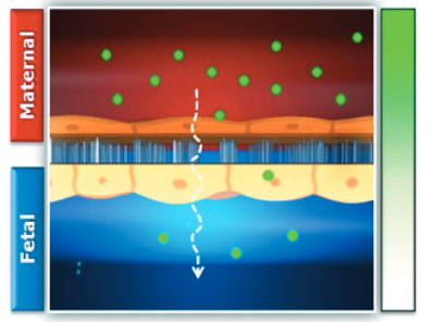 microengineered placental barrier