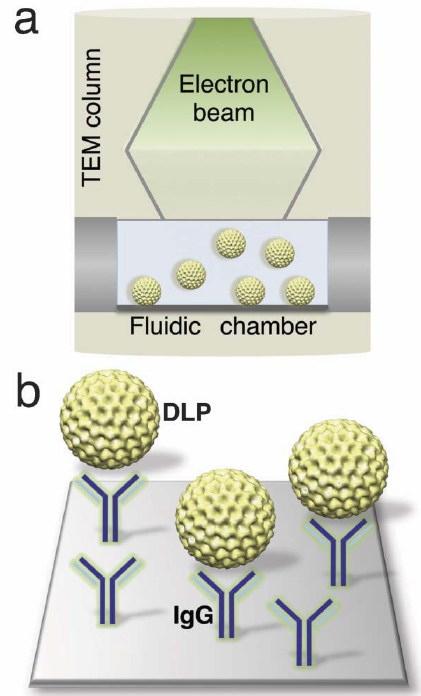 microfluidic chamber