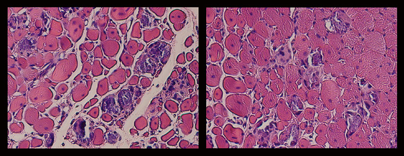 microscopic-images