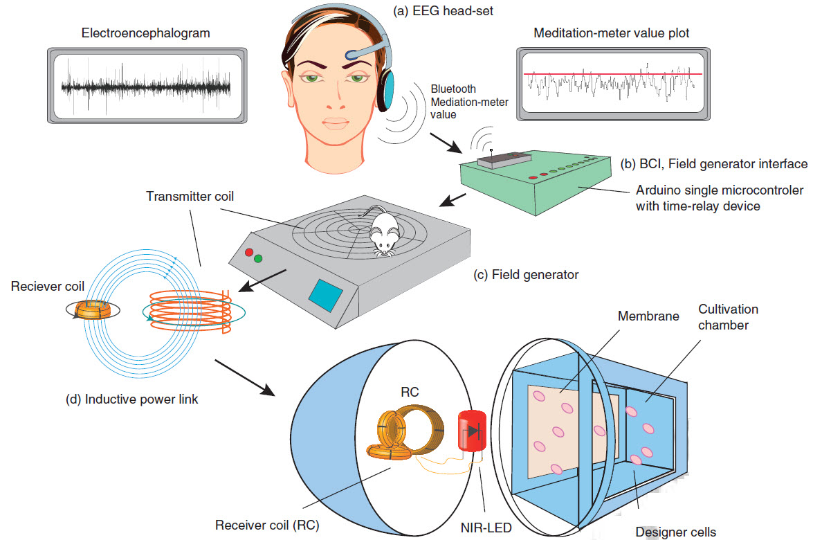 mind-controlled genes