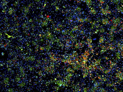 mit_artificial_liver_cells