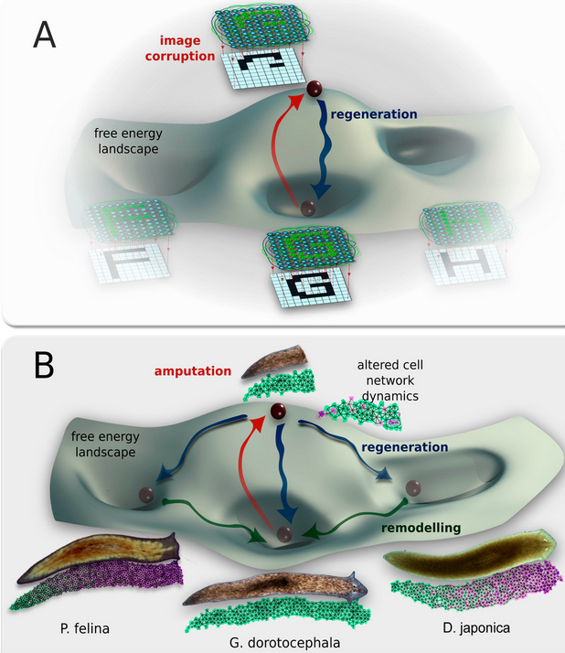 model of shape change