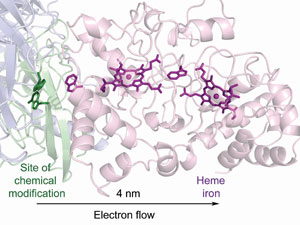 Molecular Image