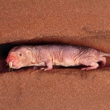 Naked mole rat (credit: Frans Lanting/Corbis)