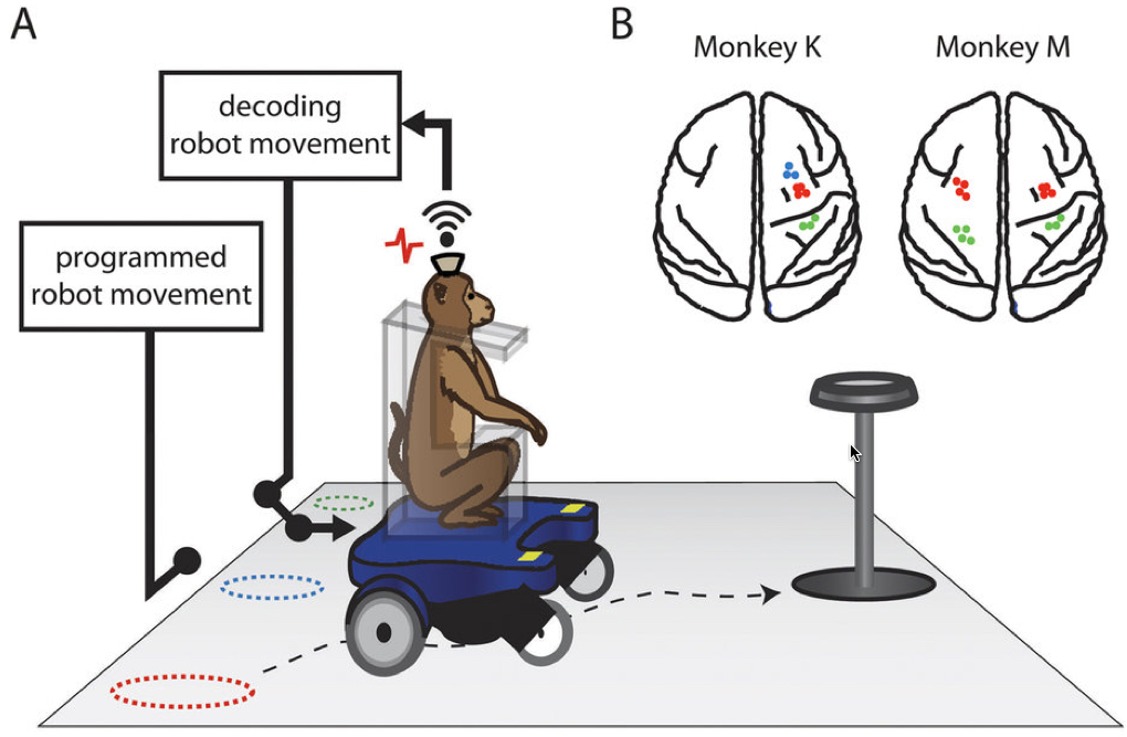 monkey - wheelchair