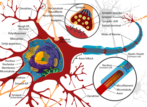 motor_neuron