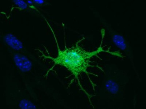 mouse-derived dental pulp stem cell mouse-derived dental pulp stem cell