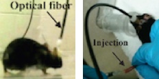 mouse pain setup