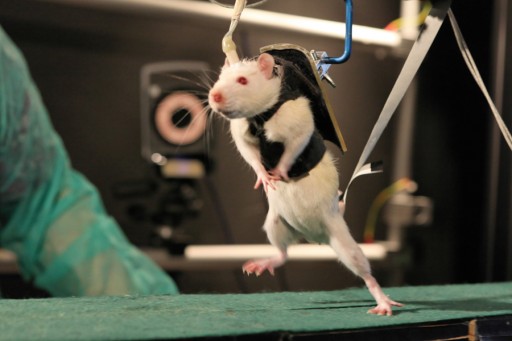 mouse_Courtine_lab_EPFL