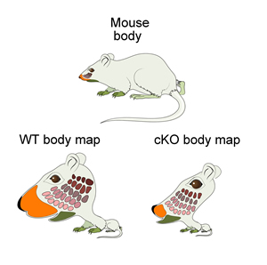 mouse_body_map mouse_body_map