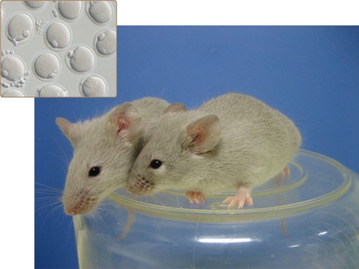 mouse_pups