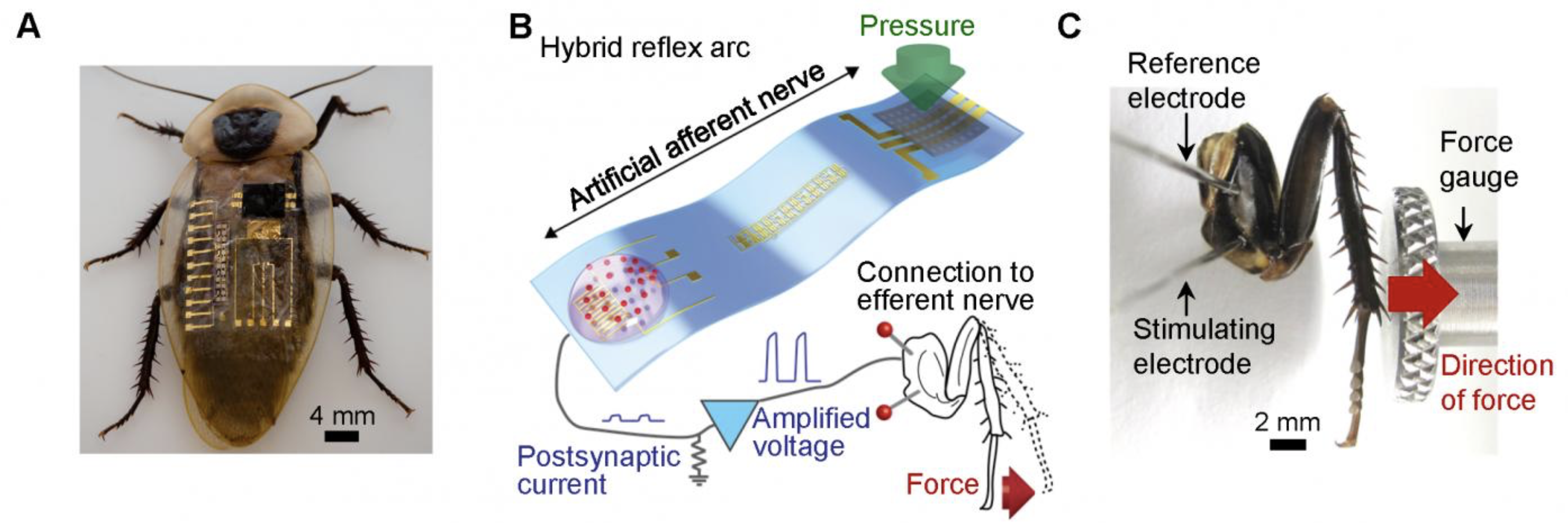 movement controls -- artificial and bio nerves