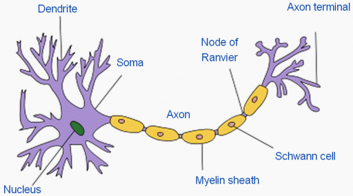 myelin