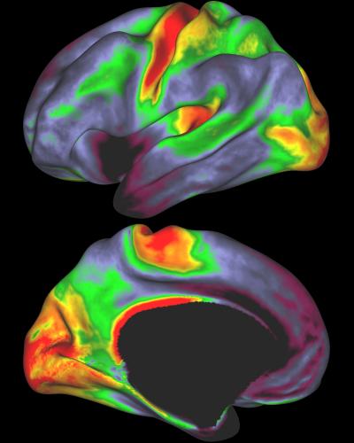 myelinmaps