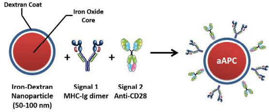 nano-AAPC-synthesis
