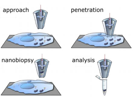 nanobiopsy-analysis