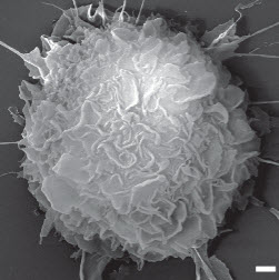 nanoparticle covered by wbcs