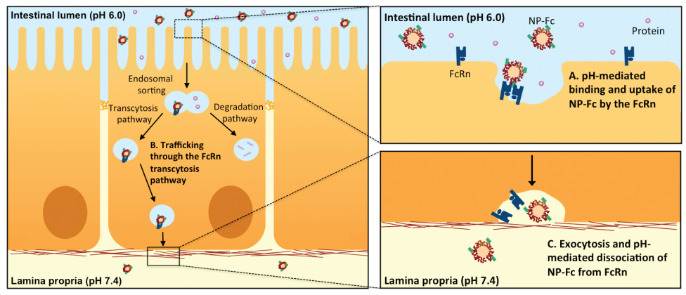 nanoparticle transport through intestinal lining