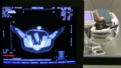 nanoparticles_cancer_therapy_dogs