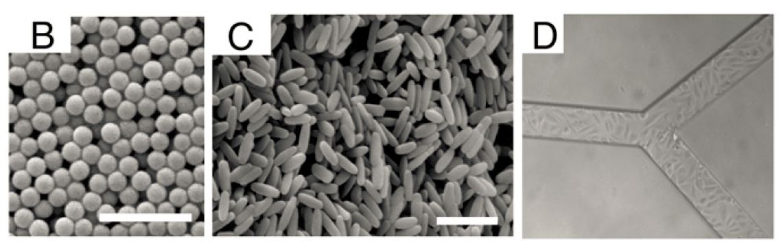 nanoparticles_shapes nanoparticles_shapes