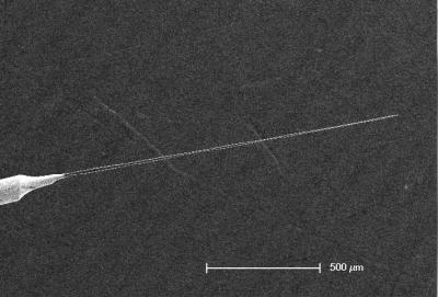 nanotube_brain_probe