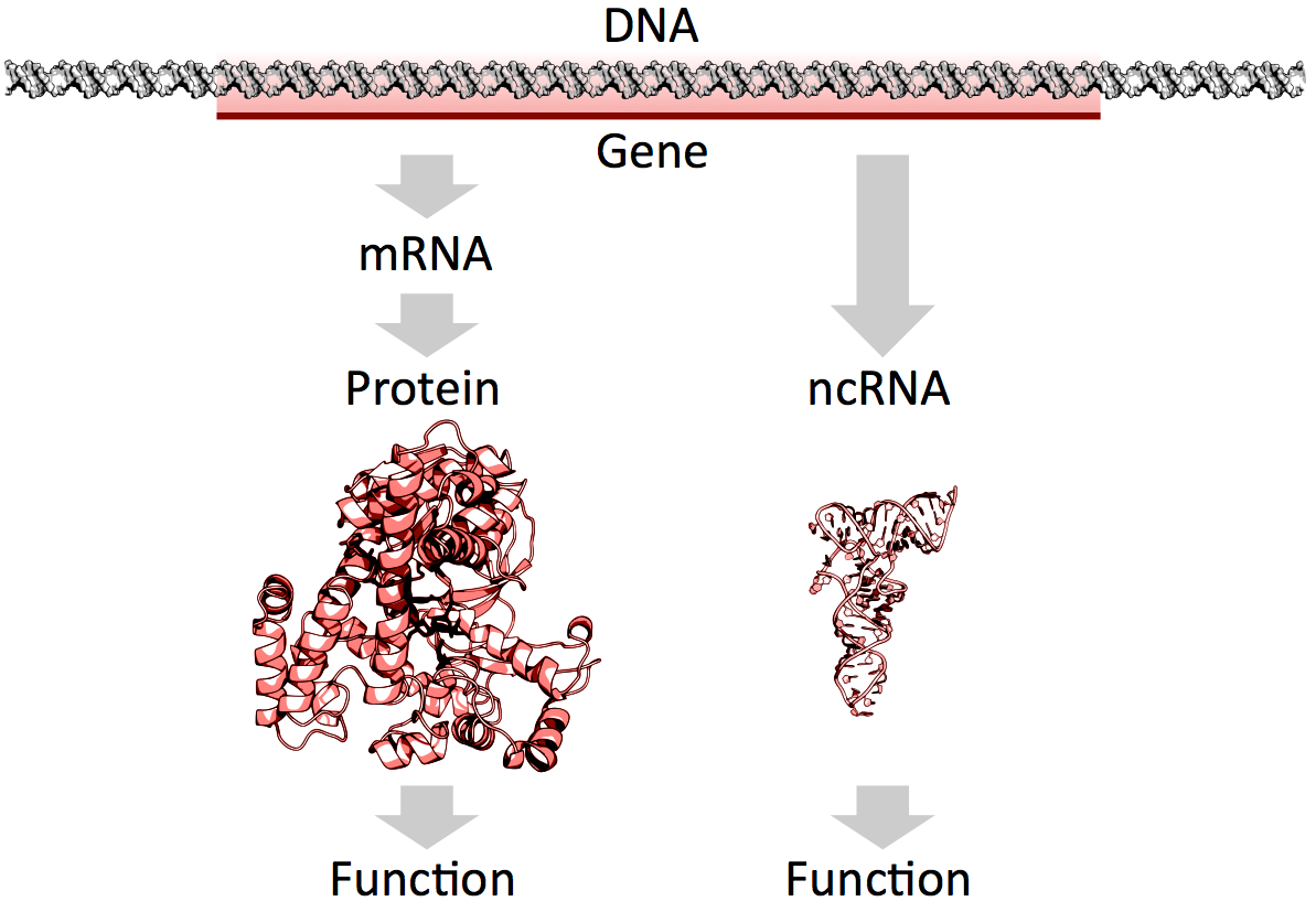 ncRNA