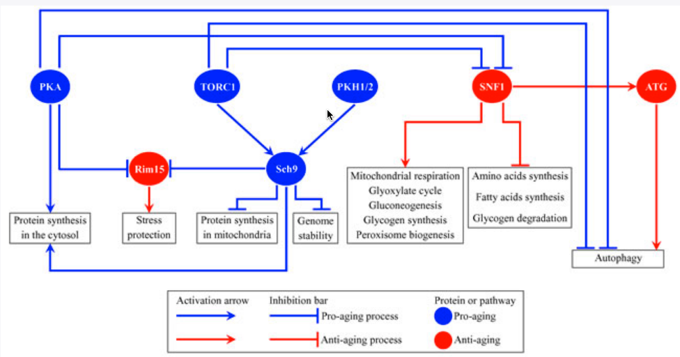 network defines the rate of yeast chronological aging