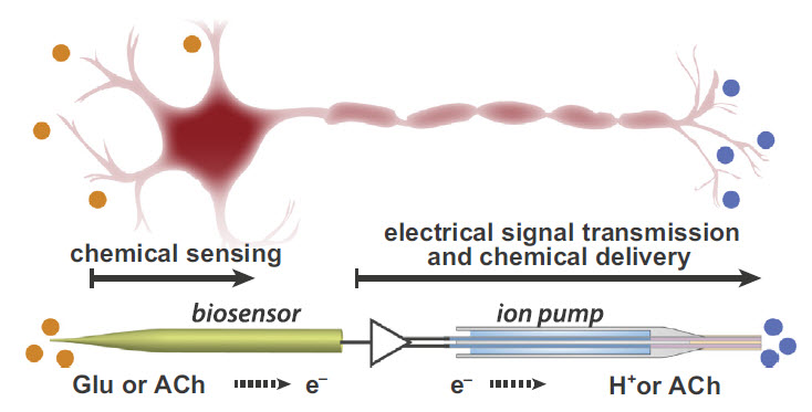 neuron chemical electrical signal transmission