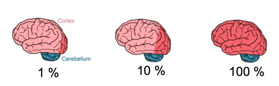 neuron-connection-simulation percentage